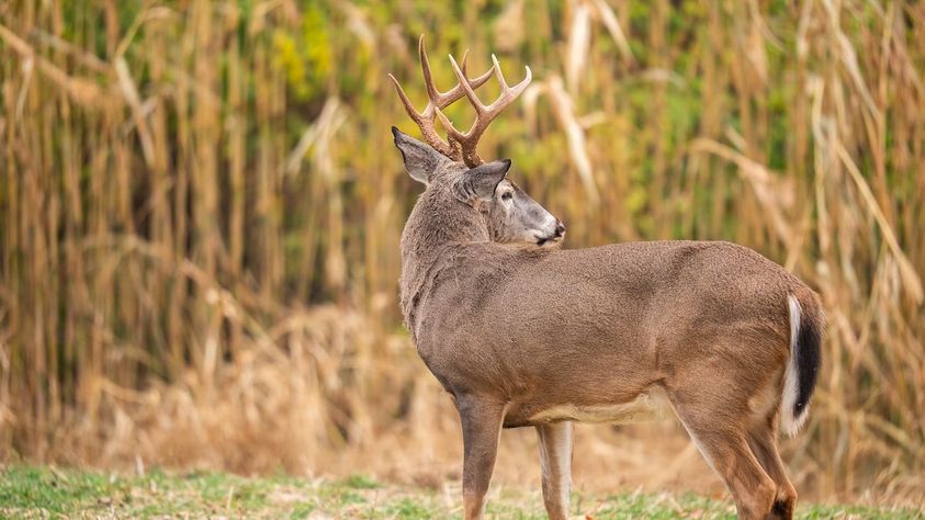 Wisconsin-Land-For-Sale-Wisconsin-Land-For-Sale-8