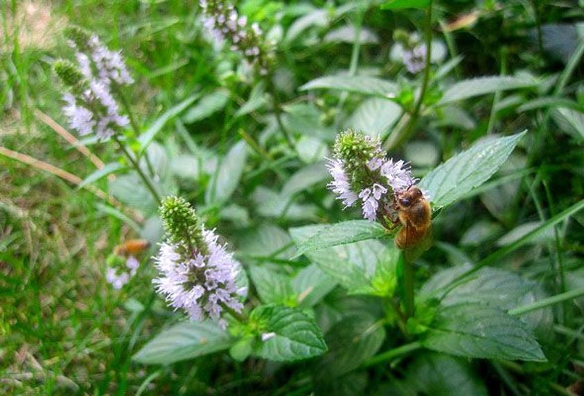 Plant Bee-Friendly Flowers