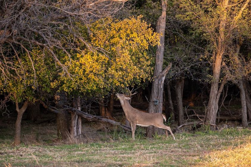 Maximizing Trail Camera Efficiency-9