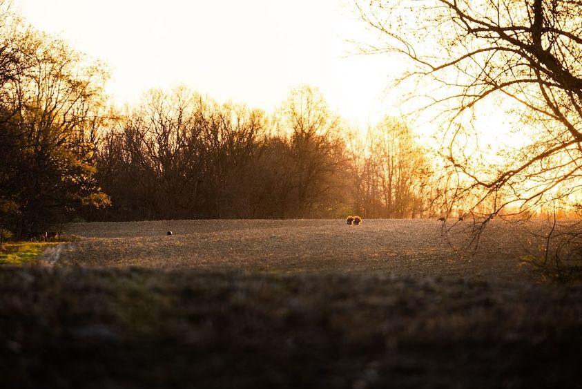 ADVANCED_TURKEY_HUNTING_TACTICS_3