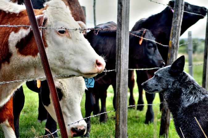 How to Raise a Farm Dog