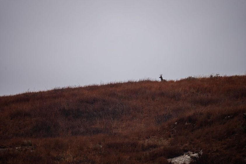 OFF_SEASON_TRAIL_CAMERAS_6