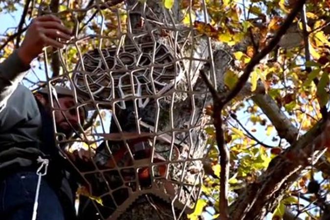 Treestand Placement for Each Phase of Deer Season