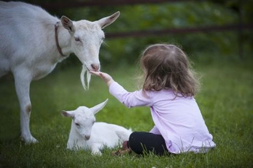 Goats Make Great Companions