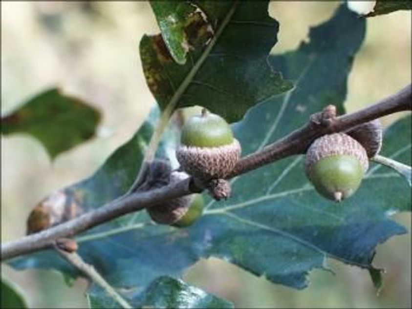 Post Oak