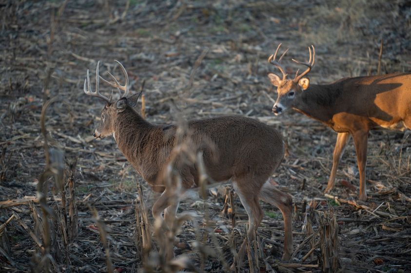 Evening Hunts_ Take Advantage of Whitetail Deer Feeding Patterns-3