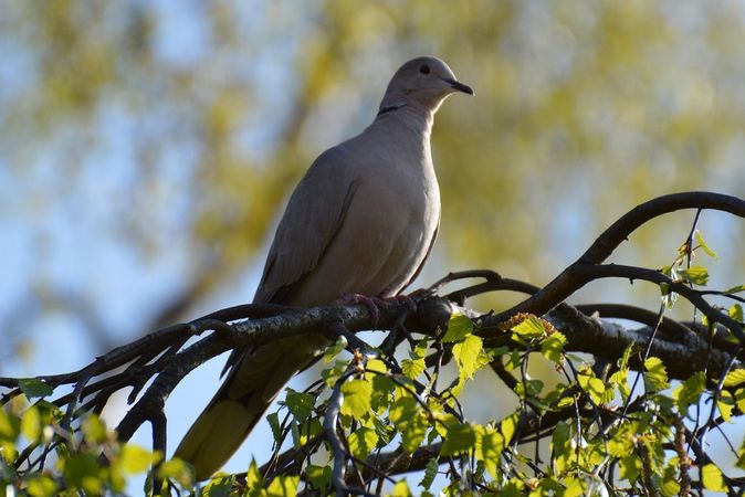 How to Throw A Last Minute Dove Hunt