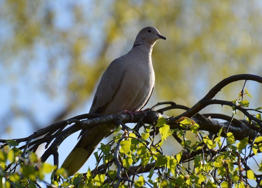 How to Throw A Last Minute Dove Hunt