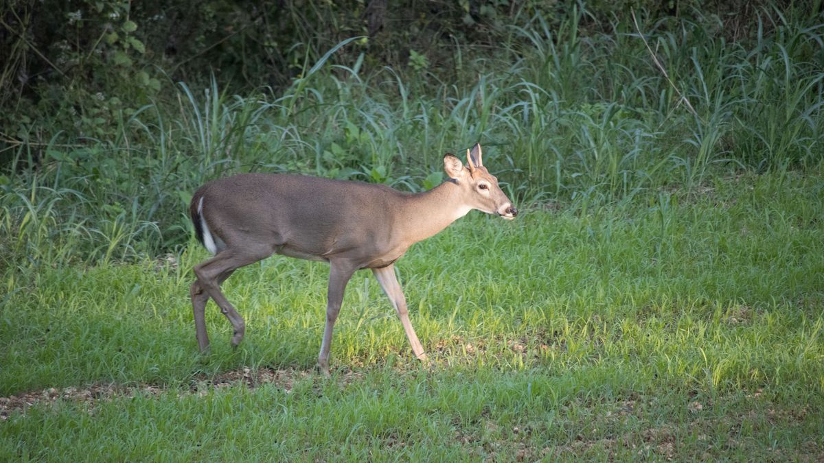 The 5 Best Trees for Deer on Your Property Whitetail Properties