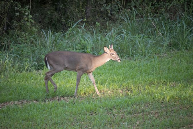 5 Trees That Deer Love