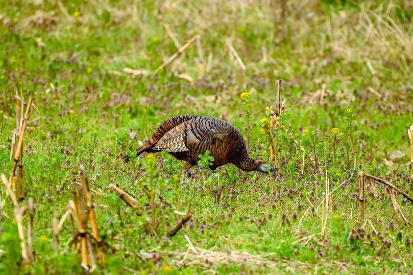 ADVANCED_TURKEY_HUNTING_TACTICS_5