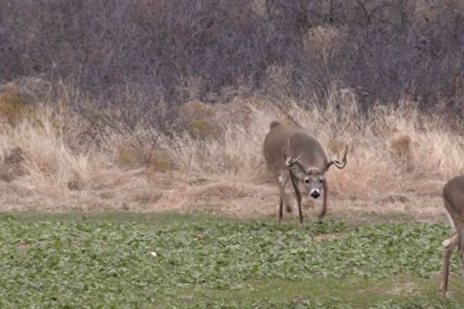 5 Must-Have Rut Hunting Property Features