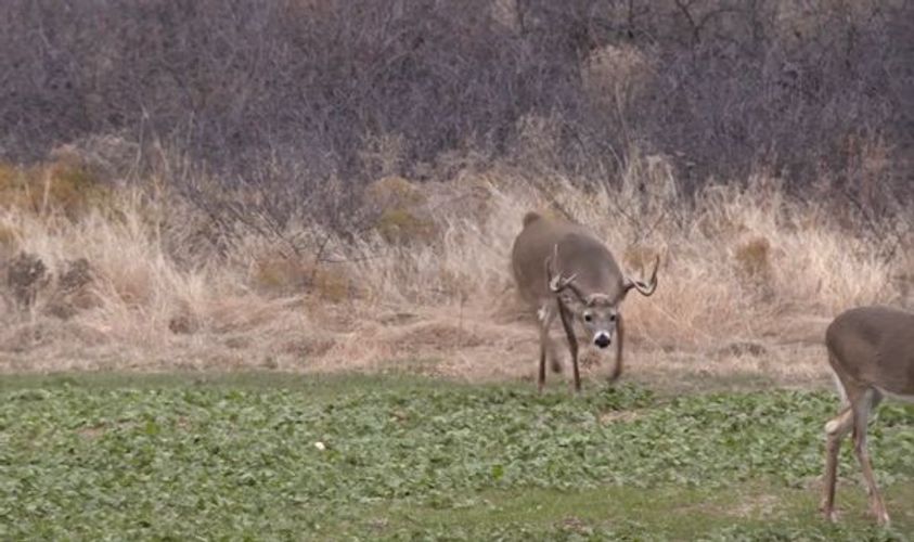 5 Must-Have Rut Hunting Property Features