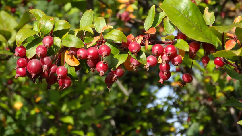 American persimmon tree