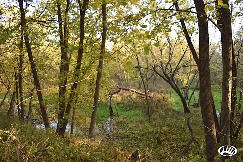 How to Identify Deer Bedding Areas Whitetail Properties