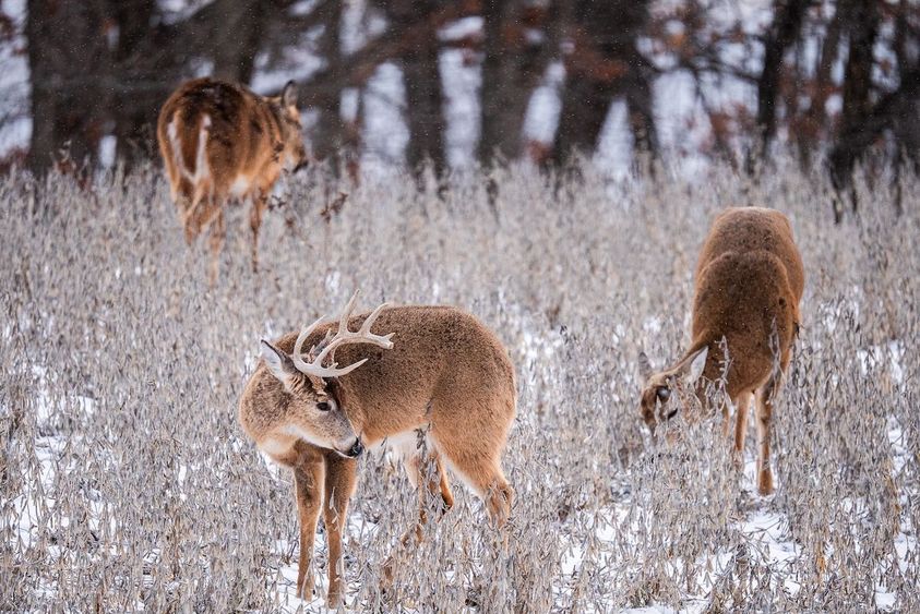 Hunting-Land-Appraisal-6