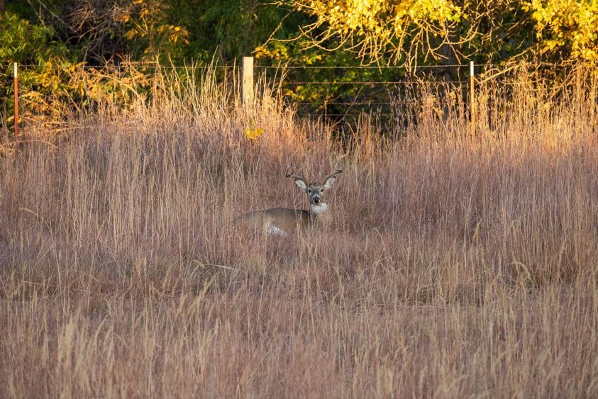 doe bedding in grass