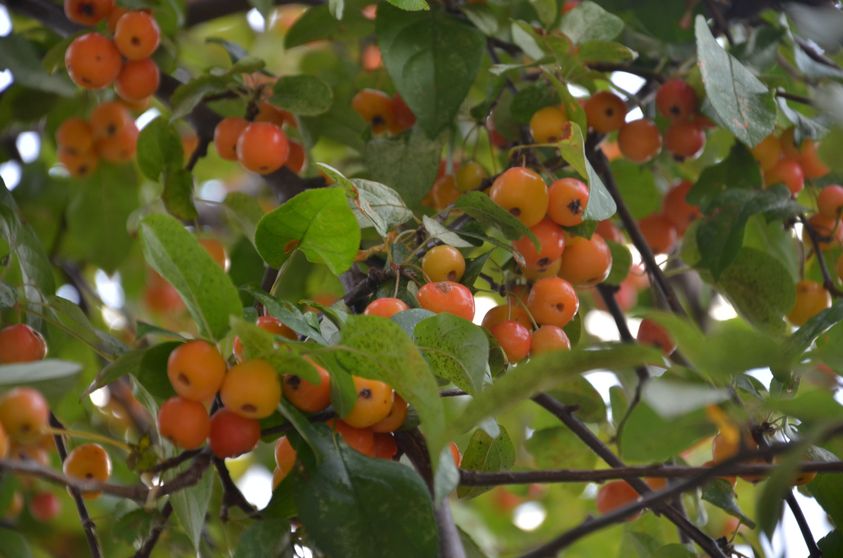 Crabapples