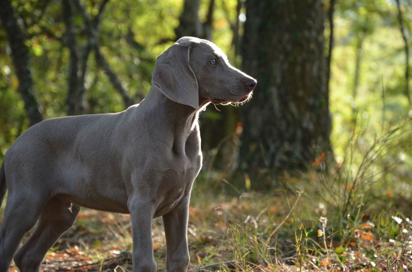 Gun dogs hot sale that dont shed