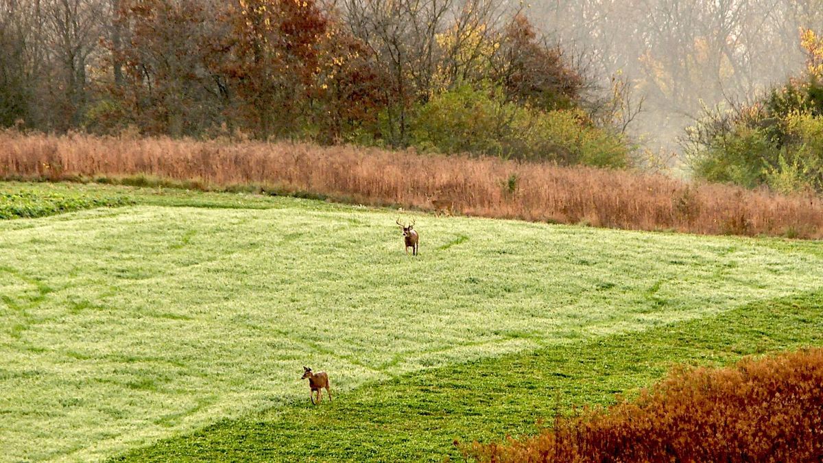 4 Improvements to Make Next Year on Your Deer Hunting Property