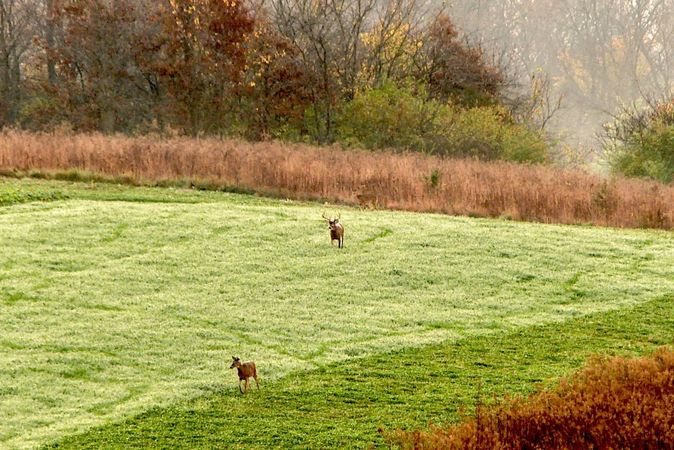4 Improvements to Make Next Year on Your Deer Hunting Property