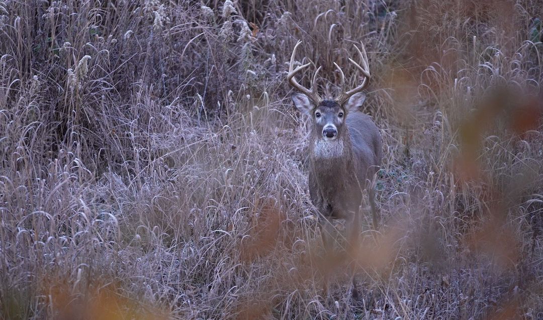 Guide to Understanding Deer Bedding Behavior-1