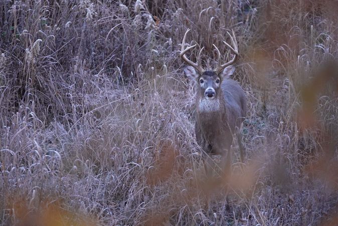 Guide to Understanding Deer Bedding Behavior-1