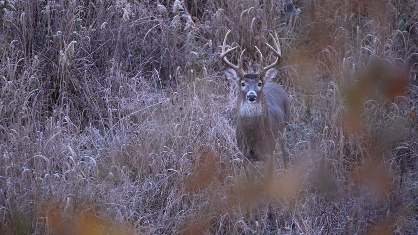 Guide to Understanding Deer Bedding Behavior-1