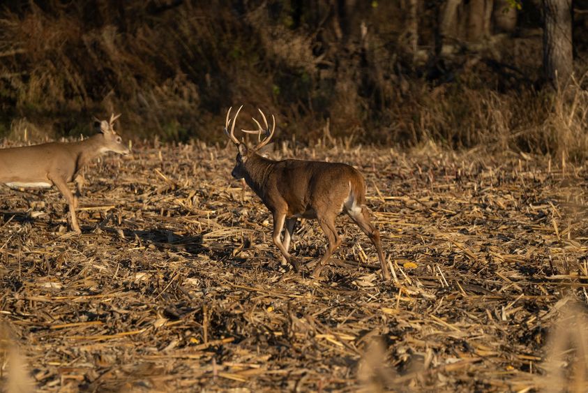 Where-to-Shoot-Deer-2