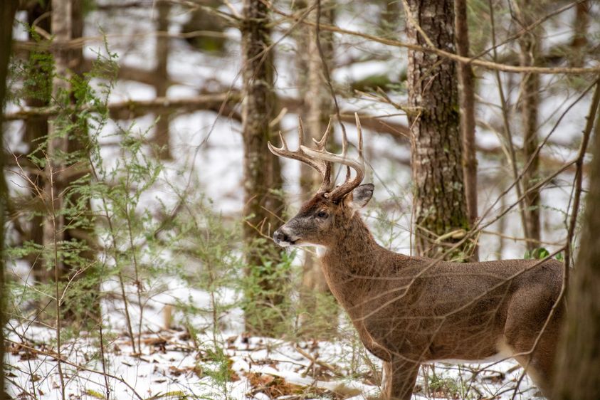 Maximizing Wildlife Food Sources with Strategic Mast Tree Planting-5