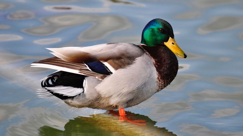 Most Common Species of Ducks & Geese in North America | Whitetail ...