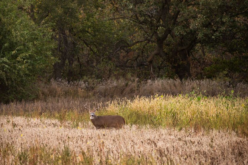 Evening Hunts_ Take Advantage of Whitetail Deer Feeding Patterns-4