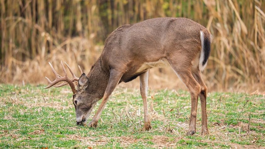 OFF_SEASON_TRAIL_CAMERAS_5