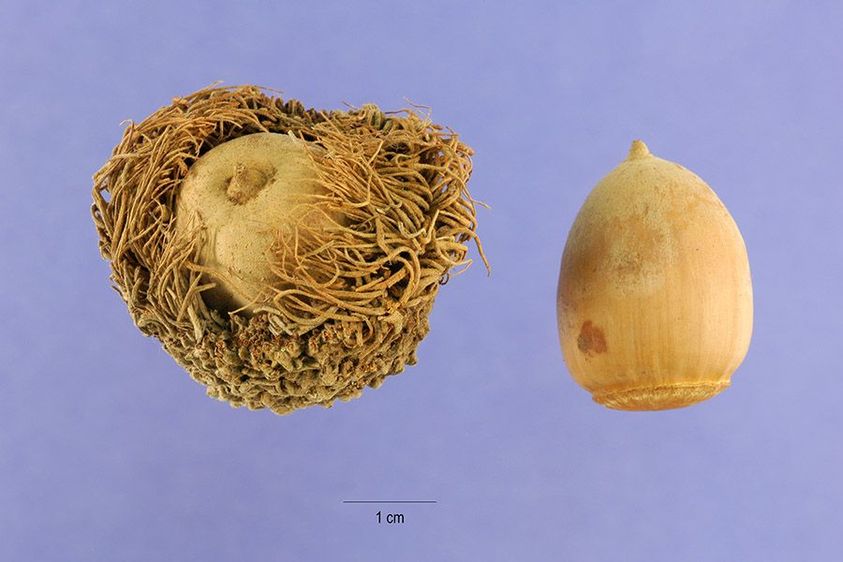 Bur oak’s acorns