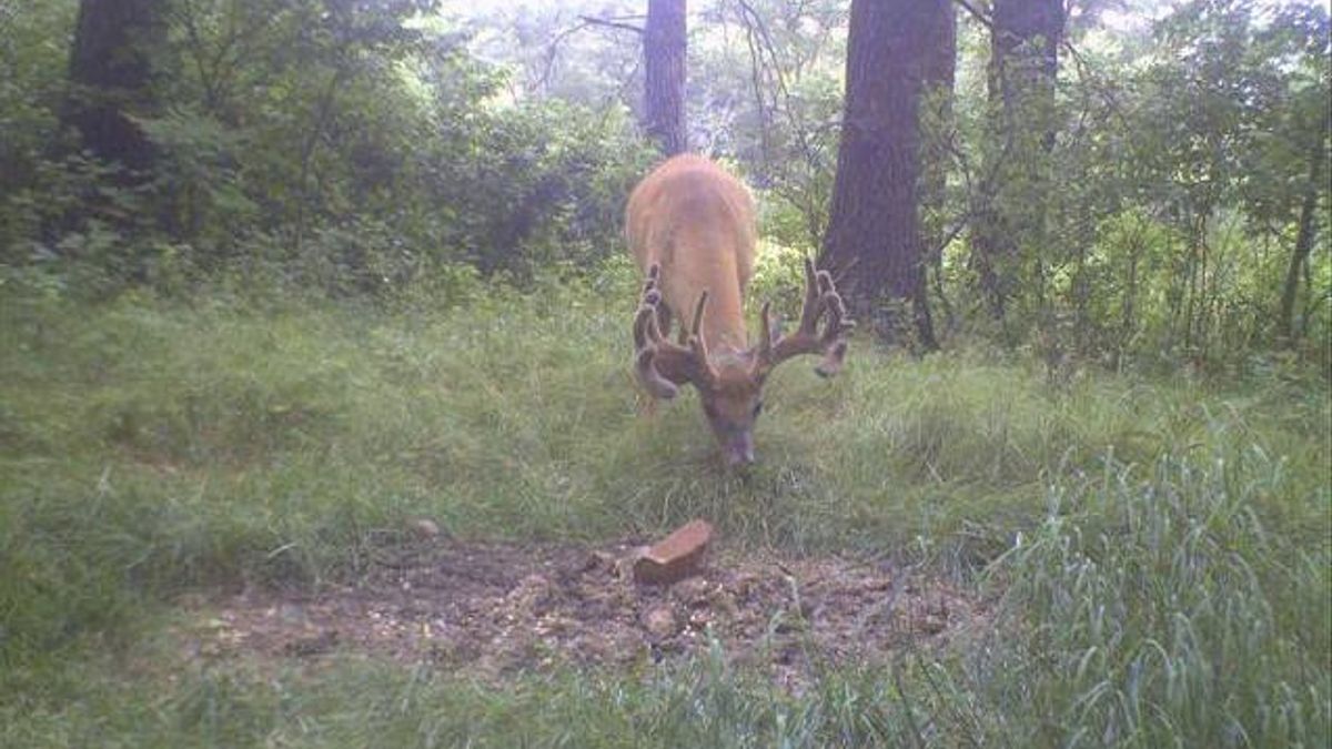 Starting Deer Mineral Sites Whitetail Properties