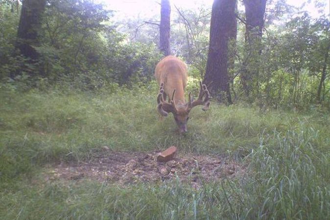 Starting Deer Mineral Sites