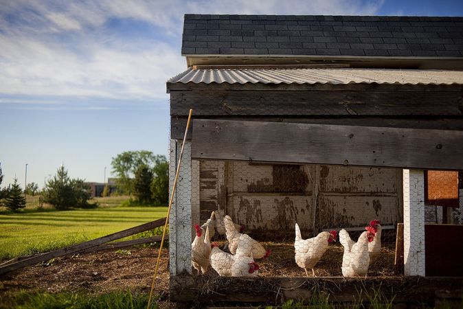 Guide to Building a Chicken Coop