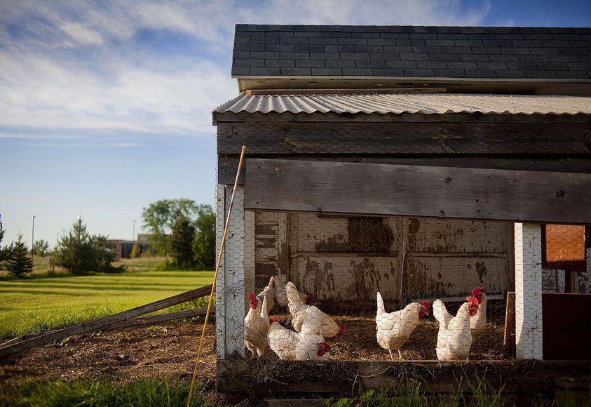 Guide to Building a Chicken Coop