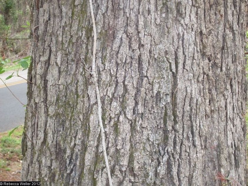 Post Oak bark