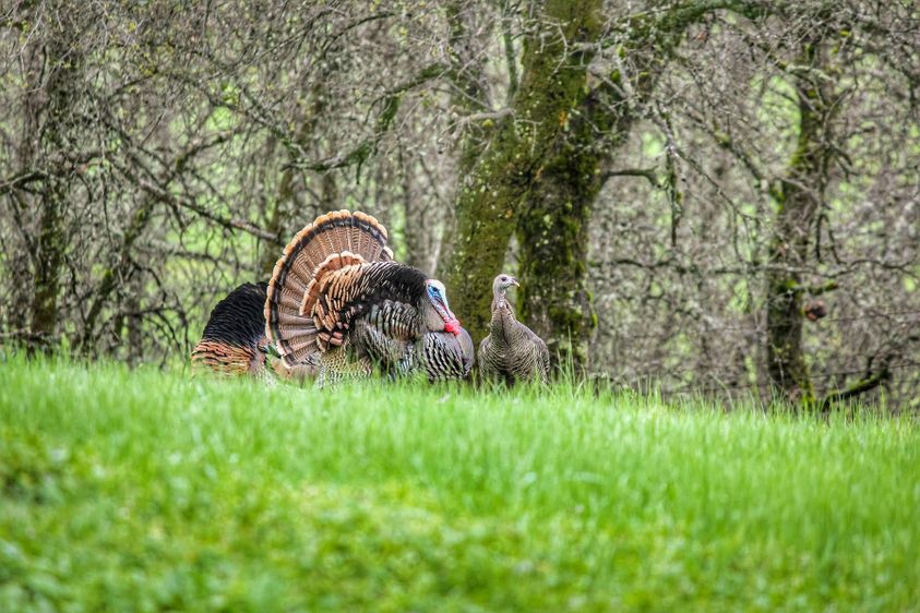 how to score turkey
