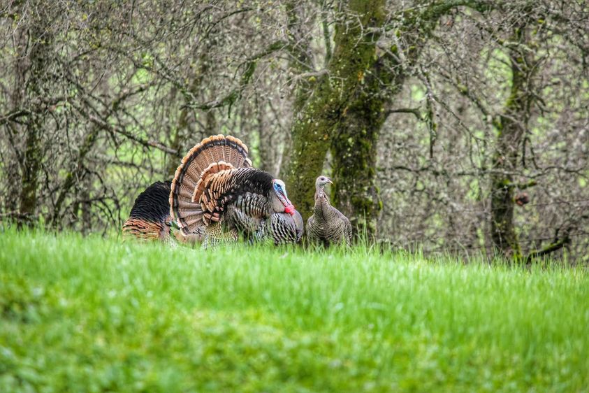 how to measure a turkey spur