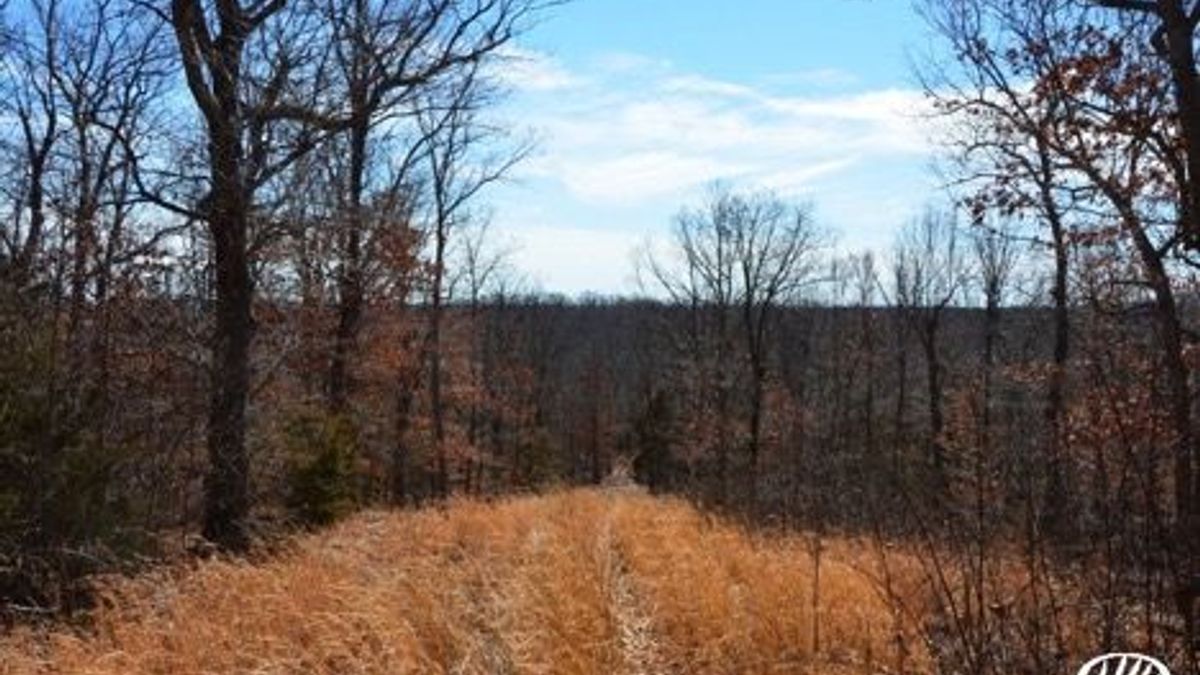 Why Whitetail Hunters Are Buying Land in Missouri Whitetail Properties