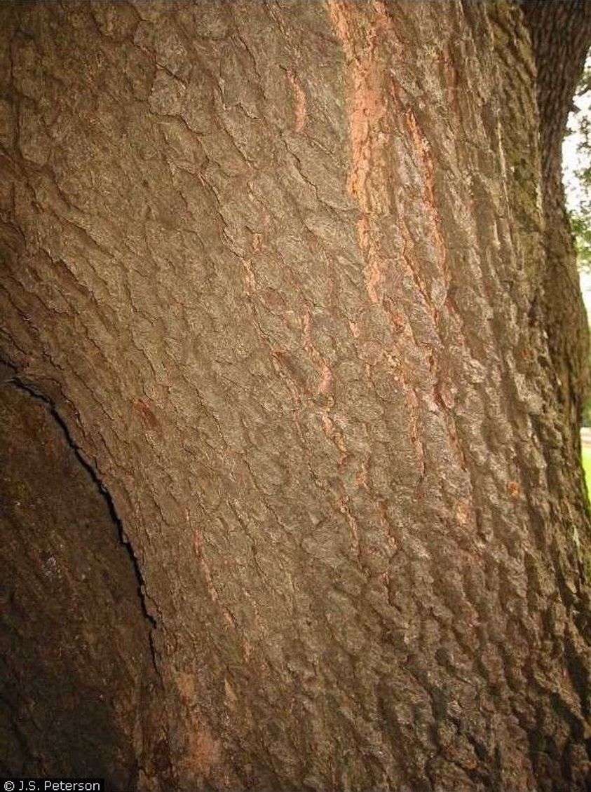 Live Oak bark