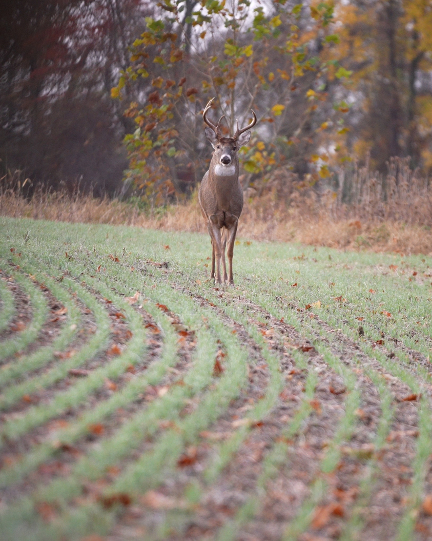 whitetail in food plot