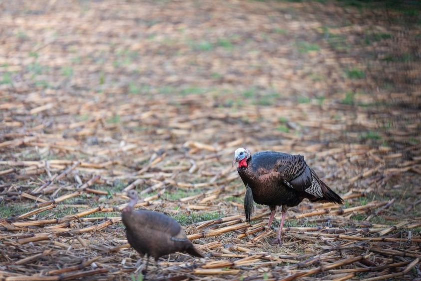 ADVANCED_TURKEY_HUNTING_TACTICS_9