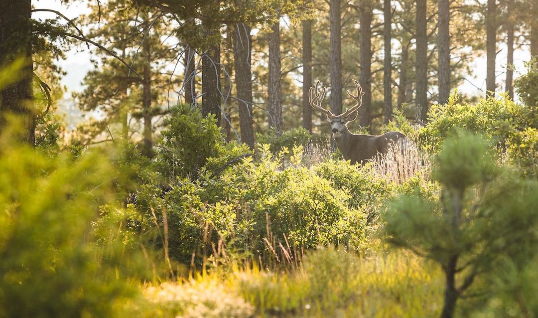 Western-Mule-Deer-Hunting-1