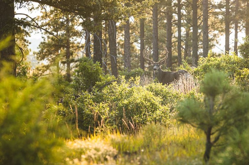 Western-Mule-Deer-Hunting-1