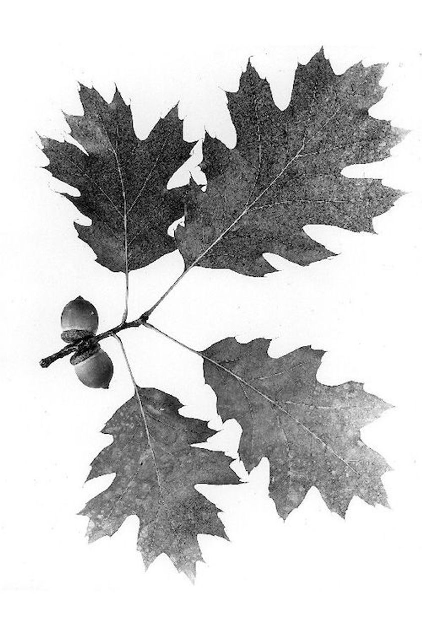 Northern Red Oak leaves