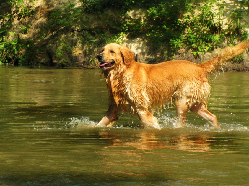 can i shave the chesapeake bay retriever