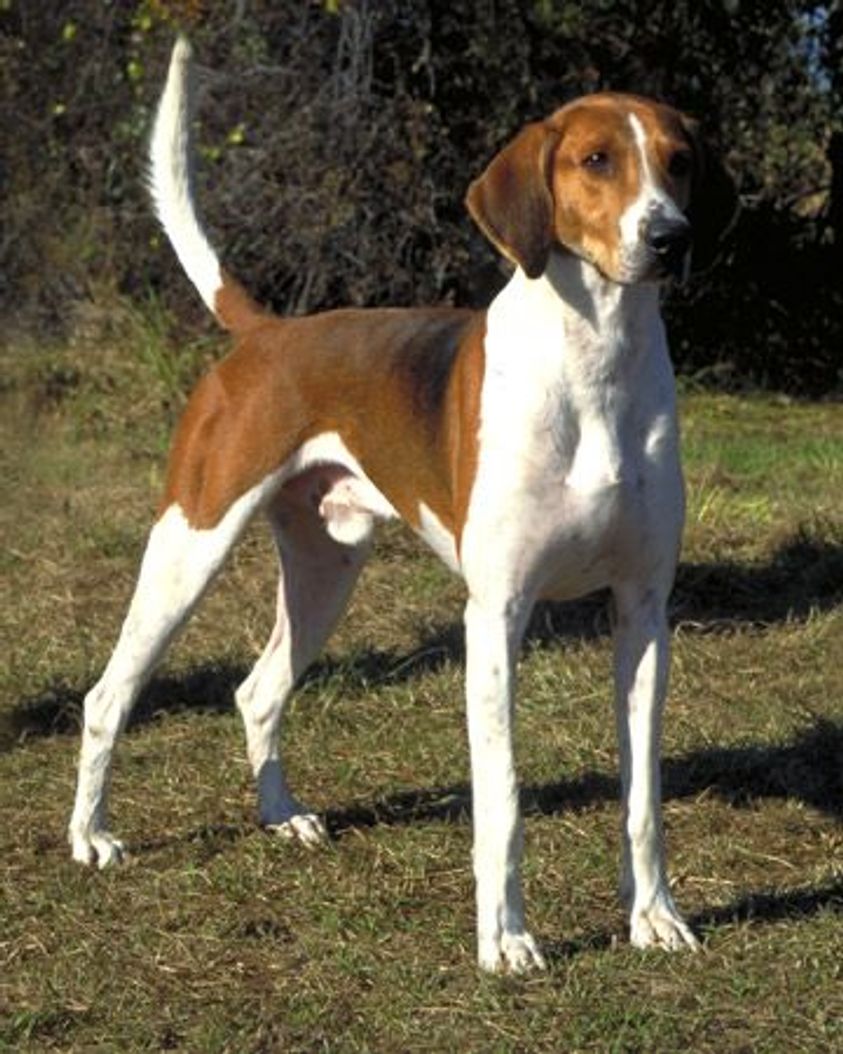 American Foxhound